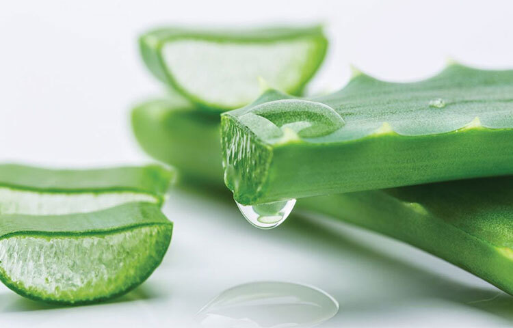 অ্যালোভেরা মুখের স্বাস্থ্যের জন্য খুবই উপকারী। অ্যালোভেরা জেল ঔষধি গুণে সমৃদ্ধ এবং ফোলা মাড়িতে ব্যবহার করলে পেরিওডন্টাল সমস্যা থেকে মুক্তি পাওয়া যায়। ছবি: সংগৃহীত