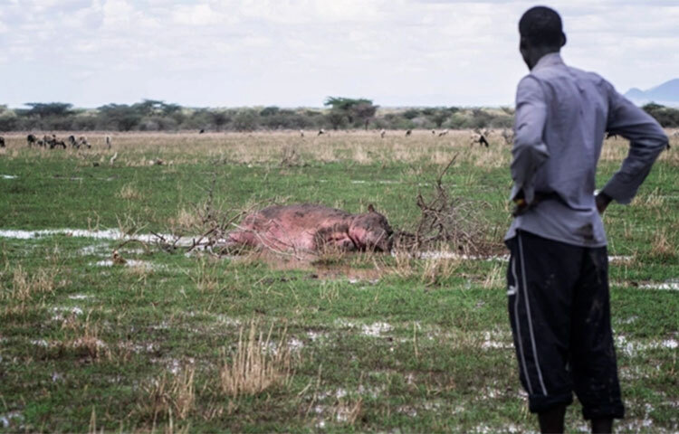 কেনিয়ায় গত কয়েক মাস ধরে চলা তীব্র খরায় মারা গেছে শত শত বন্যপ্রাণী। জেব্রা, জিরাফ, হাতি, মহিষ- এই দুর্যোগ থেকে রেহাই পায়নি কেউই। সম্প্রতি প্রকাশিত এক প্রতিবেদনে এ তথ্য জানিয়েছে কেনিয়ার পর্যটন মন্ত্রণালয়। ছবি: সংগৃহীত