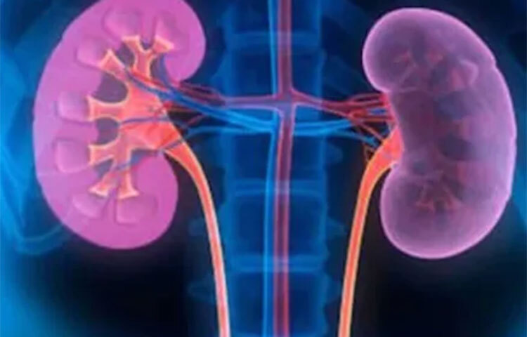 কিডনি বা ইউরেটিক স্টোন: বার বার প্রস্রাব হওয়া কিডনি স্টোনের উপসর্গ হতে পারে। কিডনিতে স্টোন হলে ঘনঘন প্রস্রাবের বেগ আসে। তাই এই সমস্যা দেখা দিলে ফেলে না-রেখে সঙ্গে সঙ্গে ডাক্তারের পরামর্শ নিতে হবে। ছবি: সংগৃহীত