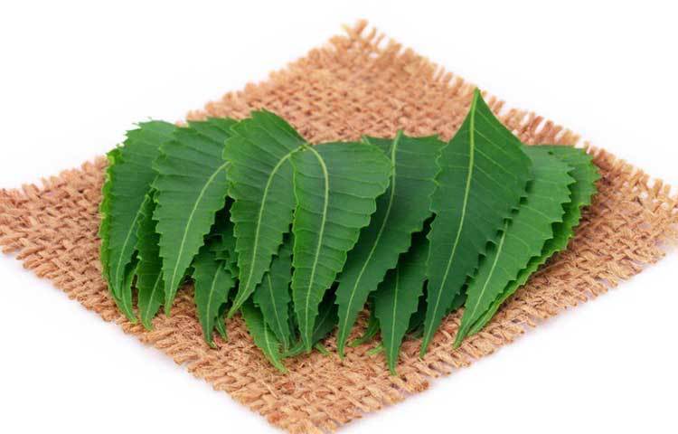 নিমপাতা: ফ্রিজেও বেশি দিন এই পাতা রাখলে তা শুকিয়ে নেতিয়ে যায়। তাই নিমপাতা কিনে এনে ভেজে ফেলুন তার পর একটা বয়ামে তা ভরে ভালো করে ঢাকাবন্ধ করে রেখে দিন। বাইরের হাওয়ার সংস্পর্শে না এলে তা মুচমুচে থাকবে বহুদিন।