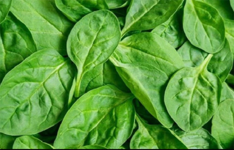 পালংশাক ছাড়া শীত যেন ভাবাই যায় না। পালংশাকের রুটি করে খাওয়া যায়। হরেক রান্নায় পালংশাক দেওয়া যায়। পালংশাকে প্রচুর আয়রন ও খনিজ আছে। ছবি: সংগৃহীত