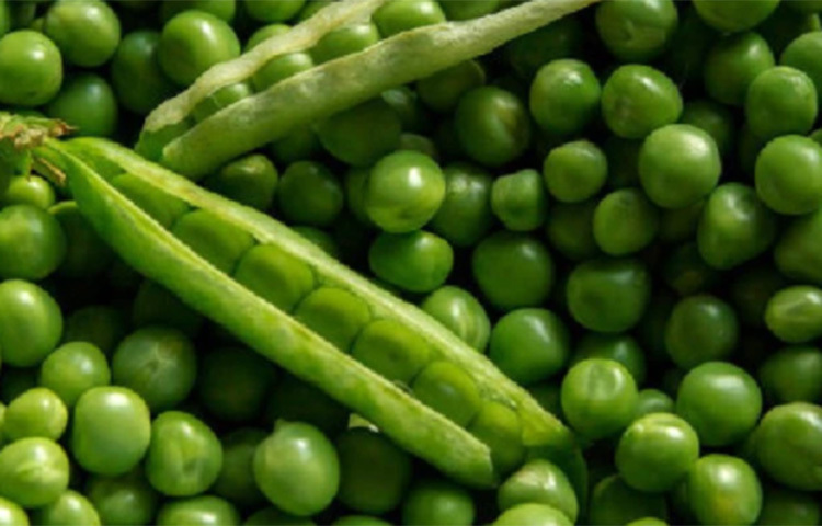 শীত মানেই মটরশুটি। খিচুড়িতে মটরশুটি দিলে খিচুড়ির স্বাদই বদলে যায়। এটির তরকারিও বেশ মজার। আরও নানাভাবে মটরশুটি খাওয়া যায়। রোগপ্রতিরোধ ক্ষমতা বৃদ্ধি করে। কোলেস্টেরল কমায়। সুগার নিয়ন্ত্রণে রাখে। ছবি: সংগৃহীত