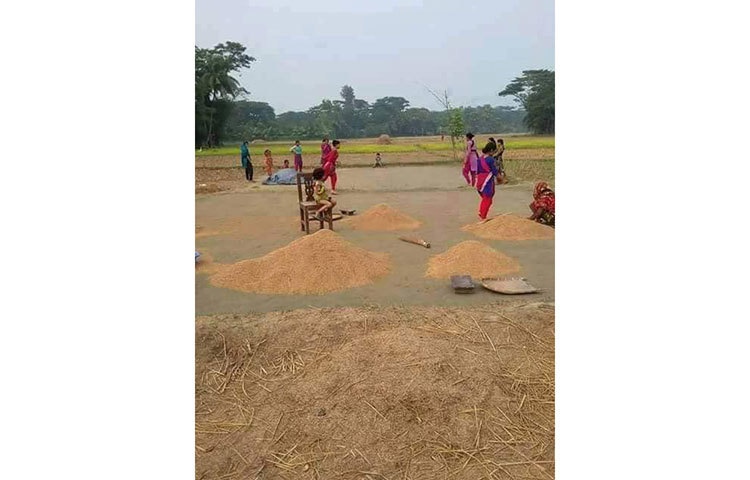 ধান শুকানোর মুহূর্ত।