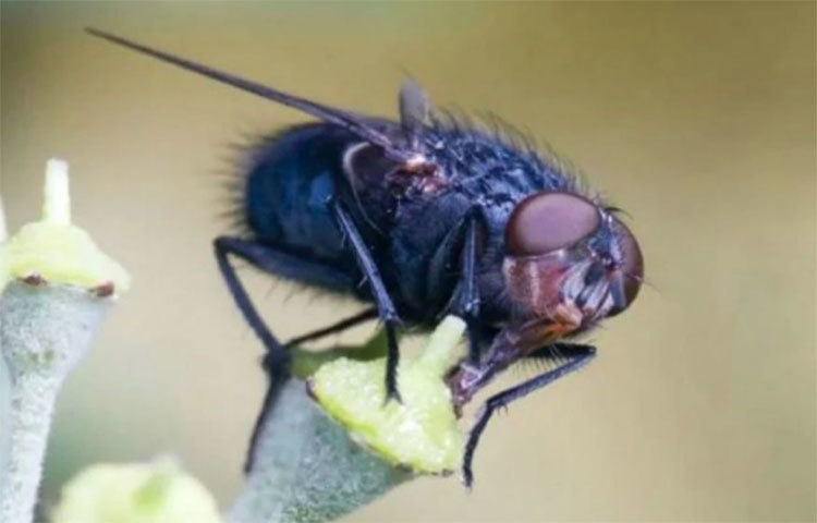 টিলটেপেক গ্রামের সকলের এভাবে হঠাৎ অন্ধ হয়ে যাওয়ার কারণ অনুসন্ধানে গবেষণাও শুরু করেছেন সে দেশের বিজ্ঞানীরা। গবেষণায় বিজ্ঞানীদের প্রাথমিক অনুমান, ঘন জঙ্গলে ঘেরা এই গ্রামে ‘ব্লাক ফ্লাই’ নামের এক বিষাক্ত প্রজাতির মাছির আনাগোণা রয়েছে আর সেই মাছির কামড়ে শৈশবেই দৃষ্টিশক্তি হারায় এই গ্রামের সকলে।