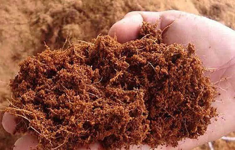 মাটি ছাড়া কোকোপিট এবং আরও নানারকম উপকরণ দিয়ে টবেই চাষ করতে শুরু করেন তিনি। ২০১৬ সালে চাষ করা শুরু করেছিলেন বিপিন। তার দু’বছরের মধ্যেই আশাতীত ফল পান।