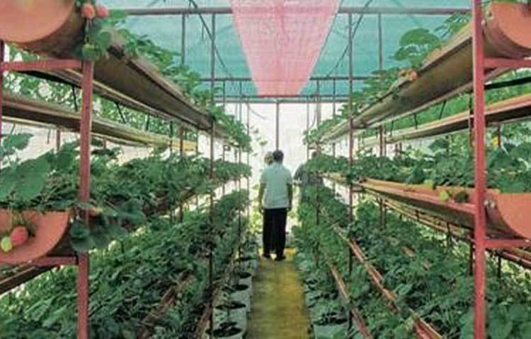 নানা প্রজাতির ফুল, সব্জি সব কিছুই চাষ করতে শুরু করেন তিনি। আলাদা করে ১৮০০ বর্গ ফুটের জমি ভাড়া নিয়ে সেখানে পলিহাউস তৈরি করে চাষ করতে শুরু করেন।