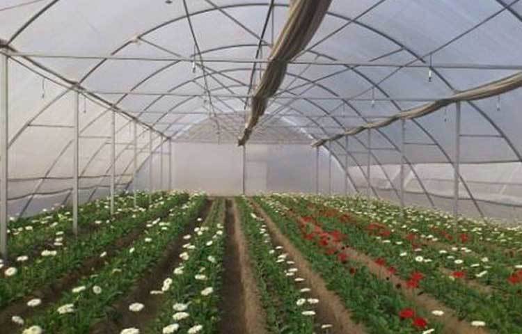 বর্তমানে তার আড়াই হাজার ট্রে এবং টব রয়েছে। প্রতি মাসে প্রায় আড়াই লাখ ফুল ফোটান তিনি। মূলত ফুলের ব্যবসা তার।