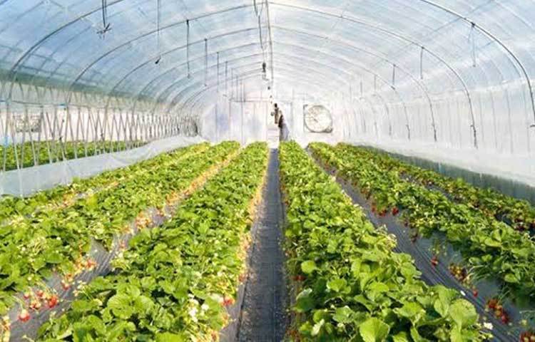 বর্তমানে বিপিনের বয়স মাত্র ২০ বছর। এখনই তিনি মাসে আয় করেন অন্তত ৫০ হাজার টাকা। এই ব্যবসাকে আরও বড় করাই তার উদ্দেশ্য এখন। তার মতো তরুণরা অহেতুক চাকরির পিছনে না ছুটে চাষাবাদকেই আপন করে নিন, এটাই চান তিনি।