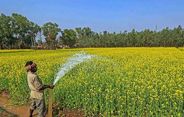 এমন সুযোগ কি কেউ হাতছাড়া করতে চাইবেন! না। যেমন চাননি ভারতের হরিয়ানার সইদপুরে এক চাষি পরিবারের ছেলে। তার নাম বিপিন রাও যাদব।