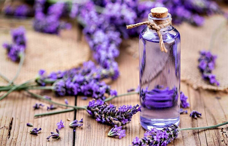 ল্যাভেন্ডার তার মৃদু মিষ্টি গন্ধের জন্য বিখ্যাত। পান করুন ল্যাভেন্ডার চা। কয়েক ফোঁটা ল্যাভেন্ডার অয়েলের স্পর্শ দিন নিজের শরীরেও। ছবি: সংগৃহীত