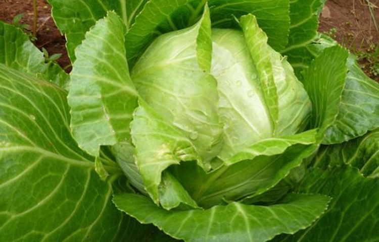 কপি: শীতের টাটকা সবজির মধ্যে বাঁধাকপি বেশ উচ্চ পুষ্টিমান সম্পন্ন এবং খেতেও সুস্বাদু। খুব সহজেই এটি রান্না করা যায়। বাঁধাকপিতে প্রচুর পরিমাণে ভিটামিন ‘সি’ ও ‘ই’ আছে। ফুলকপিতে থাকা ভিটামিন ‘এ’ ও ‘সি’ শীতকালীন বিভিন্ন রোগ যেমন- জ্বর, কাশি ও টনসিল প্রতিরোধে কার্যকারী ভূমিকা রাখে।