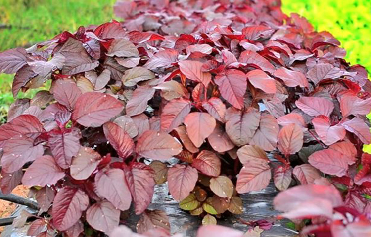 শাক: বিভিন্ন ধরনের শাক শীতকালে পাওয়া যায়। পালং শাক ও লাল শাক লৌহসম্বৃদ্ধ শাক। এ কারণে এই শাক রক্তস্বল্পতায় বেশ কার্যকরী ভূমিকা রাখে। এছাড়া লাল শাকে প্রচুর ভিটামিন ‘এ’, ‘বি’, ‘সি’ ও ক্যালসিয়াম থাকে।
