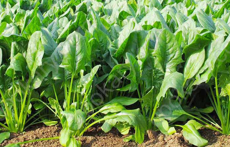 পালংশাক: ম্যাগনেশিয়াম ও অন্যান্য মিনারেলে ভরপুর পালংশাক। ‘সেক্স ড্রাইভ’-এর জন্য এটি বিশেষ উপযোগী।