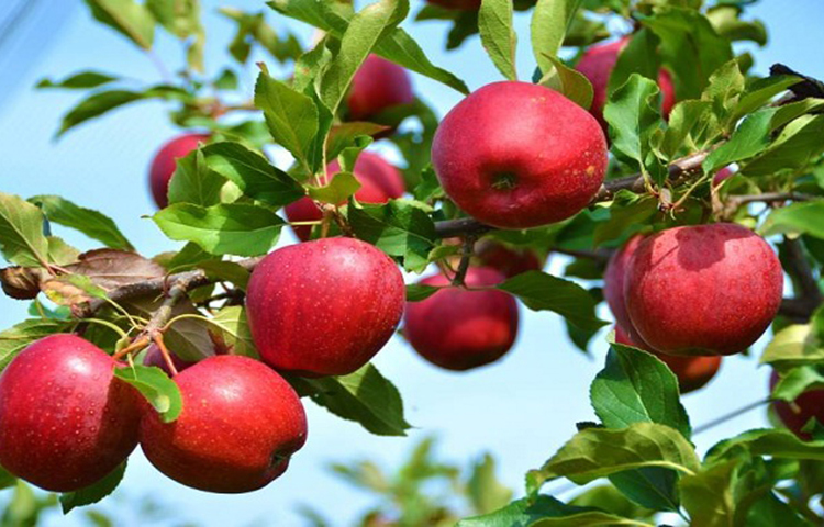 আপেল: আপেলে থাকে ফেন্যালথ্যালামাইন নামের এক রাসায়নিক, যা মানসিক মন ভালো রাখে। আপেলে রয়েছে ভিটামিন সি, এ, ই, বি১, বি২, বি৬। এছাড়াও আপেলে রয়েছে হৃদরোগ, ডায়াবেটিসসহ জটিল সব রোগের প্রতিরোধক ব্যবস্থা।