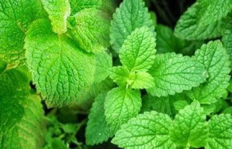 পুদিনা: পুদিনা রুচিজনক অগ্নিবর্ধক, মুখের জড়তানাশক, কফ ও বাত নষ্ট করে, বলকর, বমন ও অরুচিনাশক, জীবাণুনাশক, জীর্ণতার সহায়ক, বায়ুবিকারে উপশামক, প্রস্রাবকারক, বমন নিবারক, অরুচি, হিক্কা, জ্বর ও জরান্তিক দুর্বলতা, ব্রঙ্কাইটিস, বাত ইত্যাদিতে ব্যবহার্য। এটিকে দিয়ে সুস্বাদু খাদ্য ও পানীয় প্রস্তুত করা হয়। পুদিনার গন্ধ পুরুষের কামোদ্দীপনা বৃদ্ধি করে।