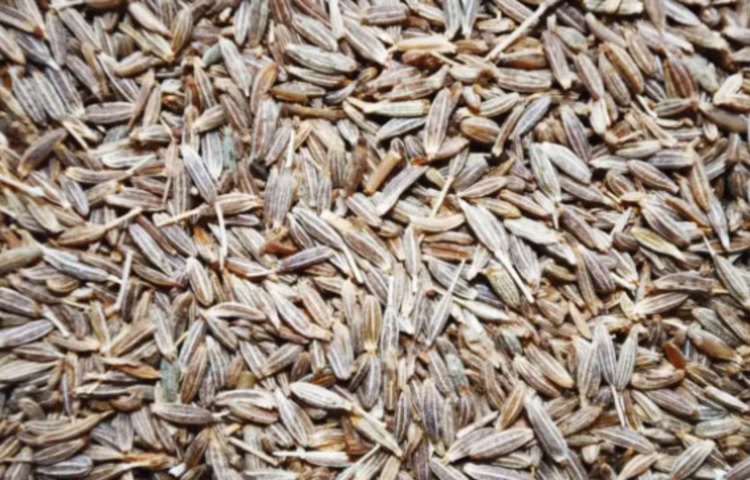 নিয়মিত জিরার দেয়া জস খেলে শরীরে পানির ঘাটতি দূর হয়। সেই সঙ্গে শরীরের তাপ নিয়ন্ত্রণে থাকে। ফলে শরীর ডিহাইড্রেশনের কোনো সমস্যা হওয়ার আশঙ্কা একেবারে কমে যায়।