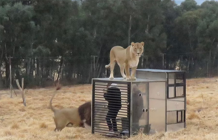 চিড়িয়াখানায় খাঁচার ভেতর বন্দি মানুষ। ছবি: ডেইলি মেইল