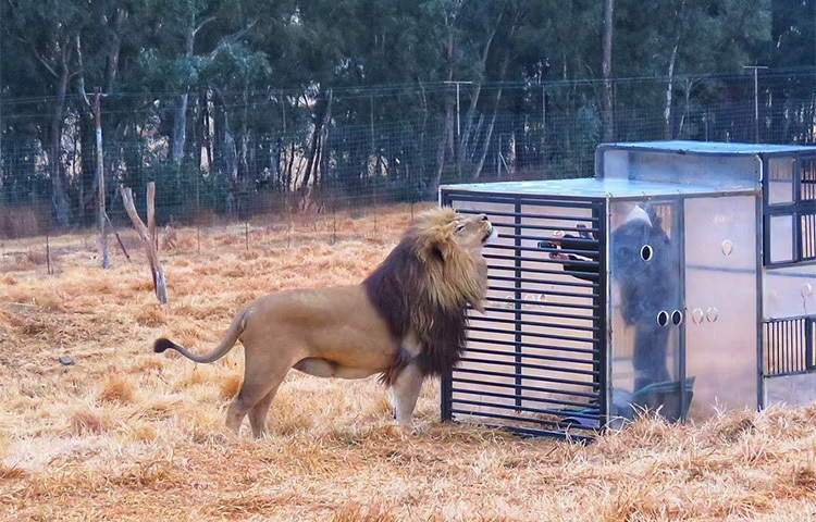 ক্যামেরা দেখে যেন সিংহ রীতিমতো মানুষের মতো পোজ দিয়েছে। ছবি: ডেইলি মেইল