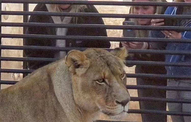 মানুষ দেখে তার বুঝি অভিমান জেগেছে মনে! ছবি: ডেইলি মেইল