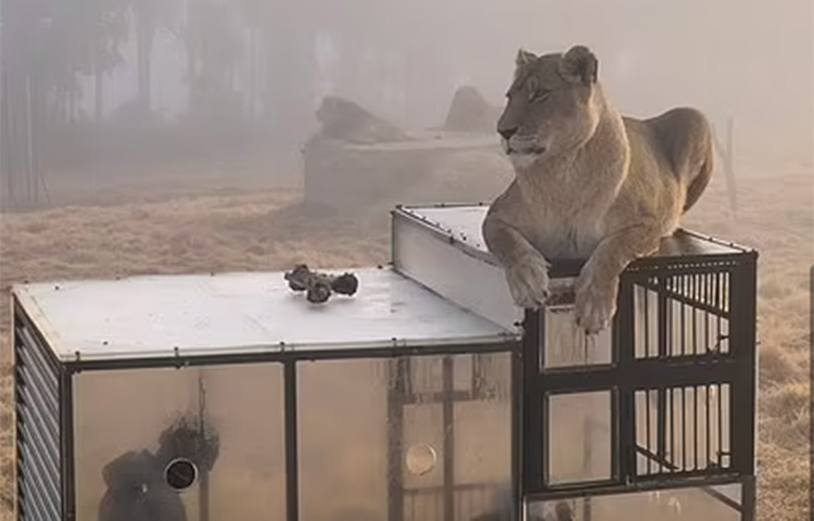 সিংহের অভয়আশ্রমে মানুষের সহাবস্থান। ছবি: ডেইলি মেইল