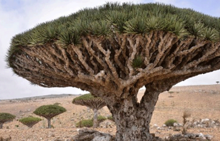 অবিশ্বাস্য হলে ঘটনা সত্য। এমন একটি গাছ আছে যে গাছে আঘাত করলে কিংবা কাটলে মানুষের শরীরের মত রক্ত বের হয়। জেনে নিন সেই গাছটি সম্পর্কে।