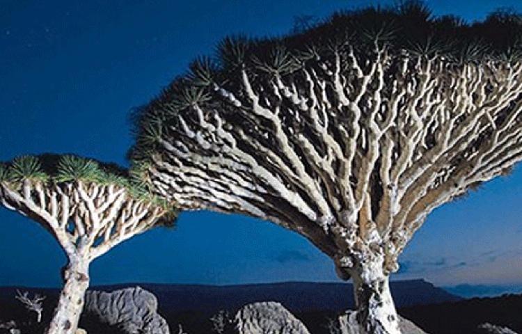 এই গাছের কোনো বর্ষবলয় তৈরি হয় না। গাছের কাণ্ডের সংখ্যা দেখে এর বয়স নির্ধারণ করা হয়।