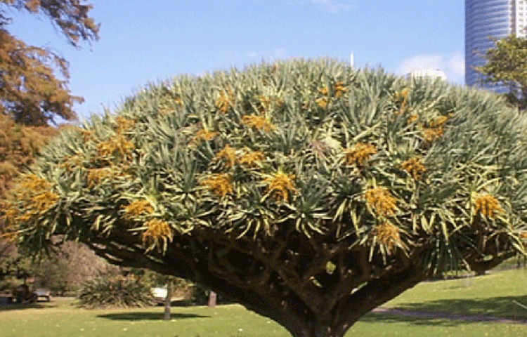 এই ছাতাগুলো আসলে এক প্রকার গাছ। বছরের পর বছর ধরে নাকি ড্রাগনের রক্ত বহন করে চলেছে এই গাছগুলোই। সে কারণে এদের বলা হয় ড্রাগন ট্রি।