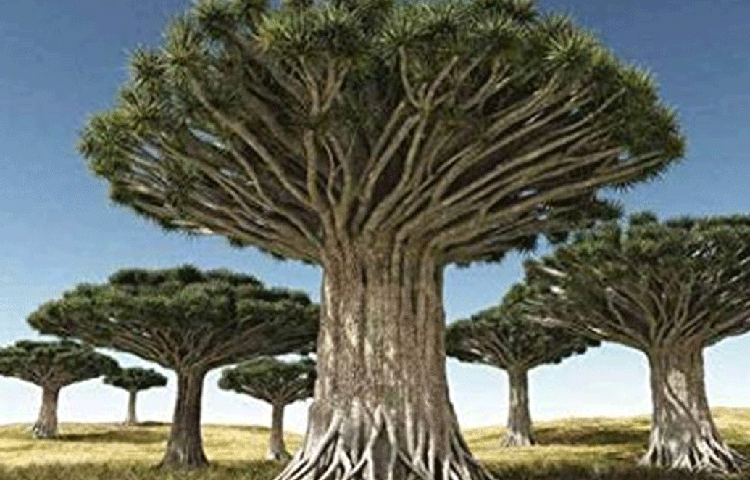 অটলান্তিক মহাসাগরের মাঝে ক্যানারি দ্বীপে মূলত এদের দেখা যায়। কেন এদের ড্রাগন ট্রি বলা হয়? এর পিছনে এতটা কাহিনি লুকিয়ে রয়েছে।