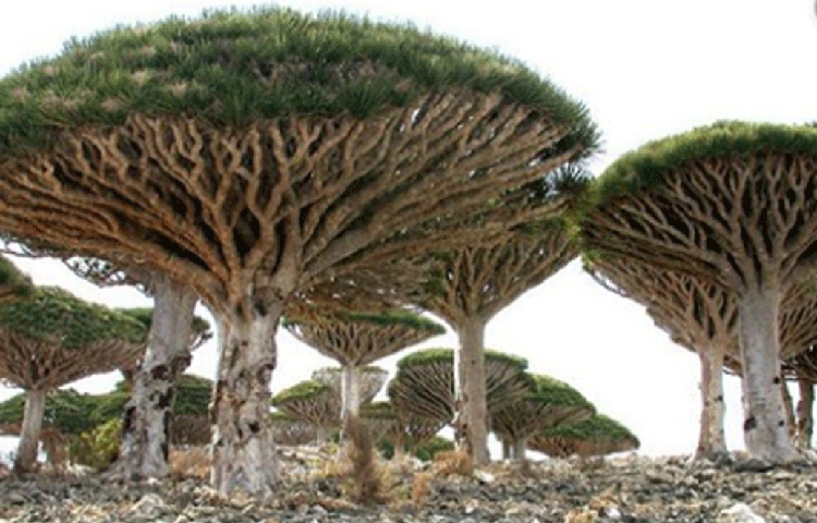 গ্রিক পুরান অনুযায়ী, হারকিউলিসকে হেসপেরাইডস-এর বাগান থেকে তিনটে সোনার আপেল ফিরিয়ে নিয়ে আনতে হত। এই আপেল পাহারা দিচ্ছিল শতমুখী ড্রাগন ল্যান্ডন।