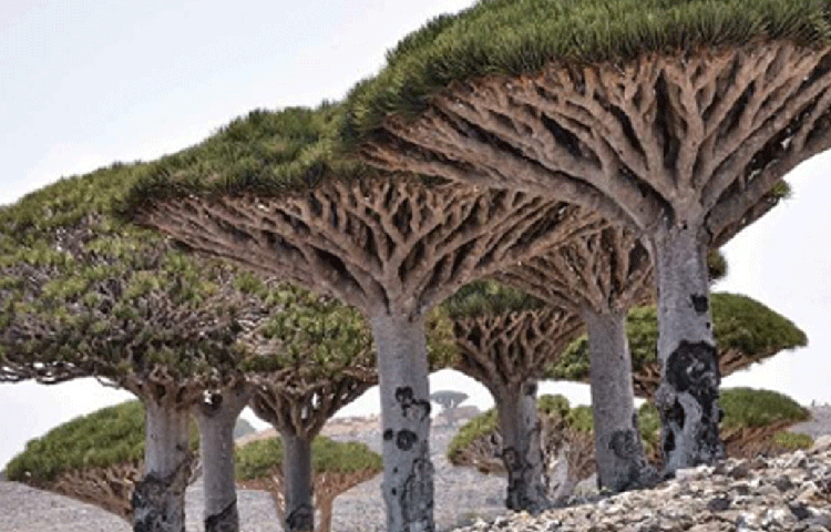 ড্রাগনকে না মেরে আপেল ফিরিয়ে আনা অসম্ভব ছিল। হারকিউলিসের সঙ্গে যুদ্ধে ড্রাগনের মৃত্যু হয়। ড্রাগনের গাঢ় লাল রক্ত ছড়িয়ে পড়ে চারিদিকে।