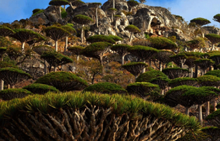 সেই রক্ত থেকেই নাকি এই ড্রাগন ট্রি-র জন্ম। আর সেই থেকেই ড্রাগনের রক্ত বুকে করে বয়ে নিয়ে চলেছে এই গাছ।