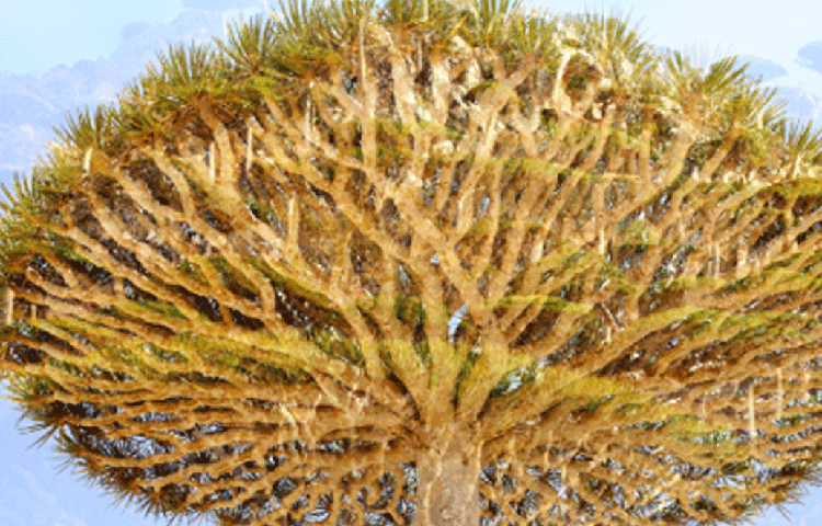 ওই গাছ কাটলে ‘রক্তে’র ধারা বইতে থাকে। তবে নাম যাই হোক না কেন, এই গাছের উপকারিতা অনেক।