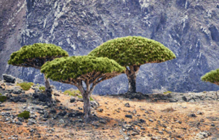 তবে যেটাকে রক্ত বলে মনে করা হত, পরীক্ষা করে উদ্ভিদ বিজ্ঞানীরা জানিয়েছেন, ওটা আসলে রেজিন। গাছের এক ধরনের উপক্ষার।