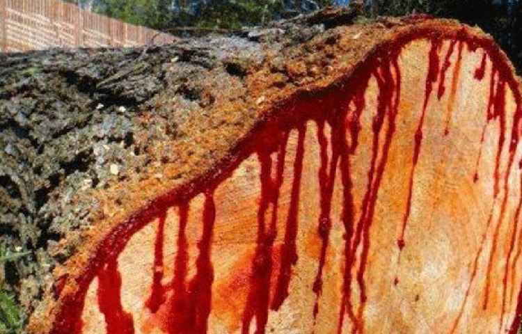 গাছের এই রক্তবর্ণ উপক্ষারের উপকারিতা অনেক। এর ঔষধি গুণ রয়েছে। প্রাচীনকালে এই ‘রক্ত’ দিয়েই পেটের নানা রোগের ওষুধ তৈরি হত। তা ছাড়া বিভিন্ন রঞ্জক হিসাবে, টুথপেস্ট তৈরি করতেও কাজে লাগানো হত।