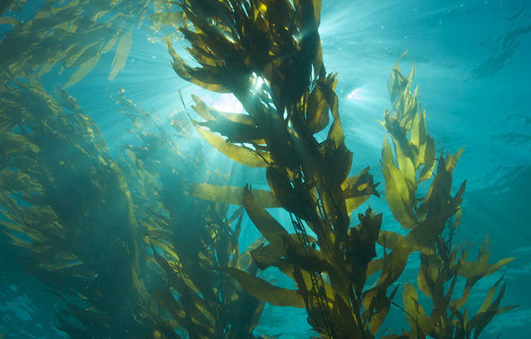 সামুদ্রিক শৈবাল: সমুদ্রে শুধু মাছ নয়, অনেক উপকারী শৈবালও পাওয়া যায়। এগুলো শাকের মত সুস্বাদু ও স্বাস্থ্যকর খাবার।