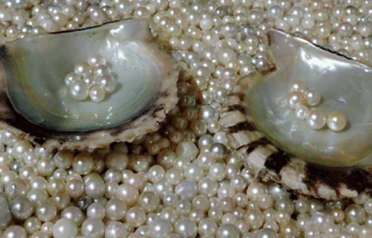 পাশাপাশি আট হাজার বছর আগে সমাজে এই মুক্তার অন্য কোনো গুরুত্ব ছিল কি না, তারও খোঁজ চালাচ্ছেন তারা।