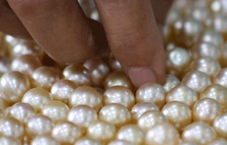 আগামী ৩০ অক্টোবর আবুধাবির একটি মিউজিয়ামে সাধারণ মানুষের দেখার জন্য প্রদর্শনী হবে এই প্রাচীন ঐশ্বর্যের, বিশ্বের প্রাচীনতম মুক্তার।