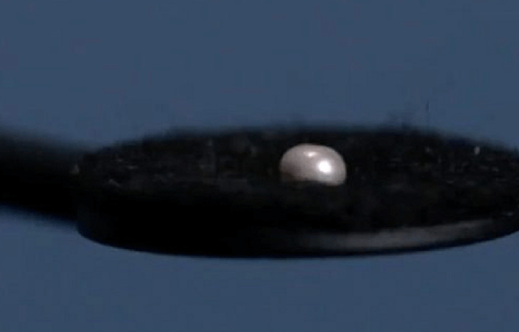 এখন যাকে তেলের দেশ বলে সারা বিশ্ব জানে, এই মুক্তা এক সময় সেই সংযুক্ত আরব আমিরশাহির দেশের অর্থনীতির ধারক ছিল, জানিয়েছেন গবেষকরা।