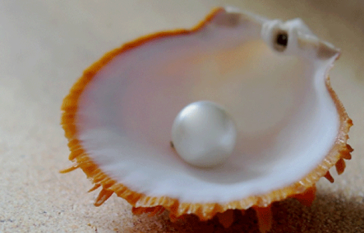 তবে গবেষকদের একটা বিষয় অবাক করেছে। আট হাজার বছর ধরে মাটির তলায় চাপা পড়ে থাকা মুক্তা এতটা ঝলমলে কী করে রয়েছে এখনও? তা জানার চেষ্টা চালাচ্ছেন তারা।