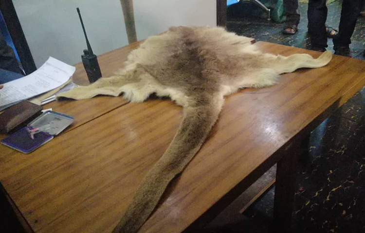 ক্যাঙ্গারুর চামড়া। ছবি: মাহবুব আলম