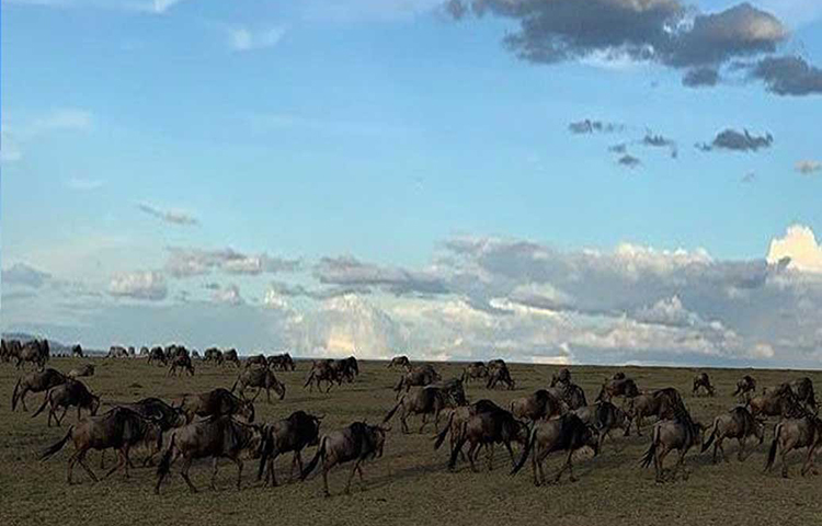 পূর্ব আফ্রিকায় ভারত মহাসাগরের তীরে অবস্থিত কেনিয়া বরাবরই ভ্রমণপিপাসুদের পছন্দের জায়গা। কেনিয়ার মাসাইমারা অভয়ারণ্যের কথা প্রায় সকলেরই জানা। বনের রাজা থেকে শুরু করে জেব্রা, জিরাফ কী নেই সেখানে। অ্যাডভেঞ্চারের টানে সেখানেই আপাতত রয়েছেন ওই তারকা জুটি।