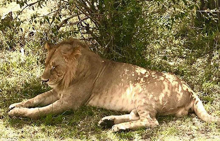 পশুরাজেরও দেখা মিলেছে সেখানে। শুভশ্রীর ক্যামেরায় ‘তিনি’ আবার লেন্সবন্দিও হয়েছেন। রোদেলা দুপুরে আলসে রোদ মেখে ঢুলতে দেখা গিয়েছে তাকে।