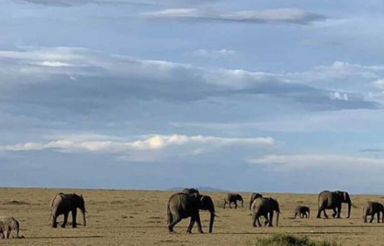 দুলকি চালে চলেছে হাতির দল। কোনোদিকেই যেন ভ্রূক্ষেপ নেই তাদের। তবে শুভশ্রীর নজর এড়ায়নি তা। ঠিক তুলে নিয়েছেন ছবি। আপলোড করেছেন ইনস্টাগ্রামেও।