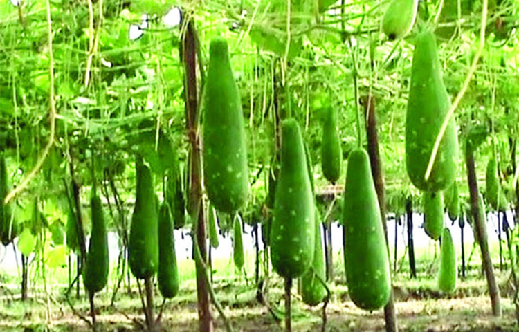 লাউ: এতে প্রচুর পরিমাণে ভিটামিন এ, বি, সি এবং ফলিক অ্যাসিড আছে। দেহের পানির ভারসাম্যতা বজায় রাখে। উচ্চ রক্তাপ কমায়। শরীরের তাপমাত্রা নিয়ন্ত্রণ করে। রাতে ভালো ঘুম হয়।