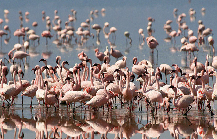বিজ্ঞানীদের ধারণা, হ্রদের এই ক্ষারধর্মীর সঙ্গে নিজেদের খাপ খাইয়ে নিয়েছে এই ফ্লেমিঙ্গোরা। ফলে নেট্রন হ্রদের জলে ফ্লেমিঙ্গোদের জমাট দেহ খুঁজে পাওয়া যায়নি।