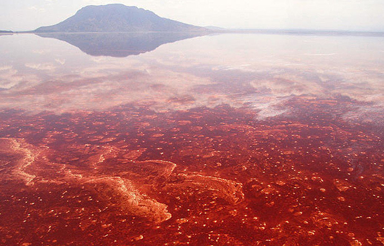 আগে এই হ্রদ নিয়ে বহু কথা শোনা গেলেও প্রামাণ্য কিছু মেলেনি কোনো দিনই। ২০১১ সালে নিক ব্রান্ডট নামে এক ওয়াইল্ড লাইফ ফোটোগ্রাফার নেট্রন হ্রদের সামনে গিয়ে চমকে গিয়েছিলেন। হ্রদের পাড়ে ছড়িয়ে ছিটিয়ে পড়েছিল অসংখ্য পশুপাখির দেহ। ব্রান্ডট জানান, সেগুলো দেখে মনে হচ্ছিল যেন কোনো পাথরের মূর্তি সাজিয়ে রাখা!