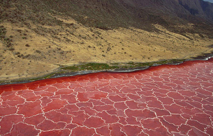সোডিয়াম ও কার্বোনেটের জন্য হ্রদে জন্ম নেয় সায়োনোব্যাকটিরিয়া নামে অণুজীব। এই অণুজীবের শরীরে লাল রঞ্জক থাকে। ফলে হ্রদের জল লাল রঙের হয়। বিজ্ঞানীরা বলছেন, এই রঙেই আকৃষ্ট হয়ে পশুপাখি হ্রদে নামে। কিন্তু জলের অতিরিক্ত ক্ষারধর্মীর জন্য সেগুলোর মৃত্যু হয়।