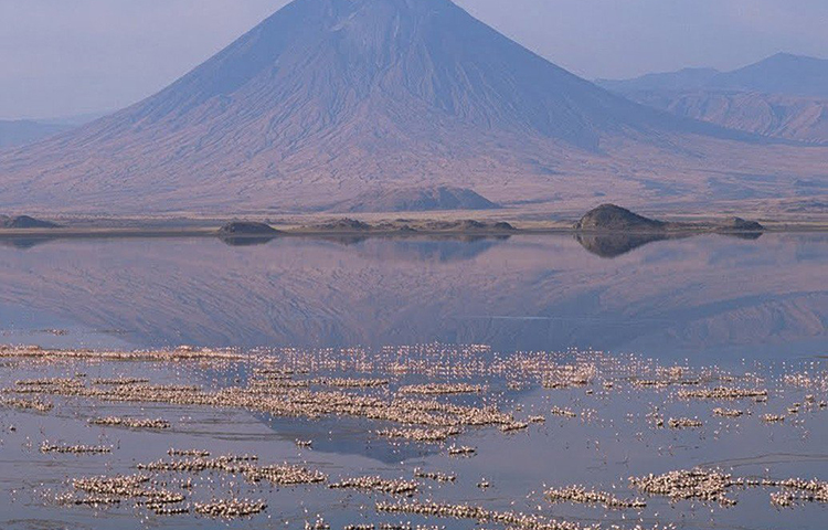 নেট্রন হ্রদের জল ক্ষারধর্মী হলেও এই হ্রদই পূর্ব আফ্রিকার লেসার ফ্লেমিঙ্গোদের সবচেয়ে বড় এক প্রজনন ক্ষেত্র। প্রায় ২৫ লাখে লেসার ফ্লেমিঙ্গো এই হ্রদে দেখতে পাওয়া যায়। কারণ এই হ্রদের অগভীর জলে পাওয়া যায় প্রচুর নীলাভ-সবুজ শৈবাল। এই শৈবাল খেয়েই তারা বেঁচে থাকে এবং বংশবৃদ্ধি করে।