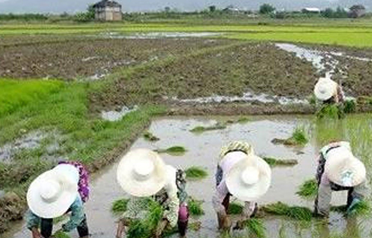 ২০০৯ সালে প্রথম বিশ্ববিদ্যালয় কর্তৃপক্ষ প্রথম এই প্রজেক্ট চালু করেন হেবেই প্রদেশের বাইঝাইয়ে। তখন থেকে ২০১৫ সাল পর্যন্ত এই প্রজেক্টের ফলে হেক্টর প্রতি গম উৎপাদন ৫,৬৭০ কিলোগ্রাম থেকে বৃদ্ধি পেয়ে হয়েছে ৭,২৭০ কিলোগ্রাম। আর ভুট্টা উৎপাদন ৬,৪৩৫ কিলোগ্রাম থেকে বেড়ে হয়েছে প্রতি হেক্টরে ৯,১০৫ কিলোগ্রাম।