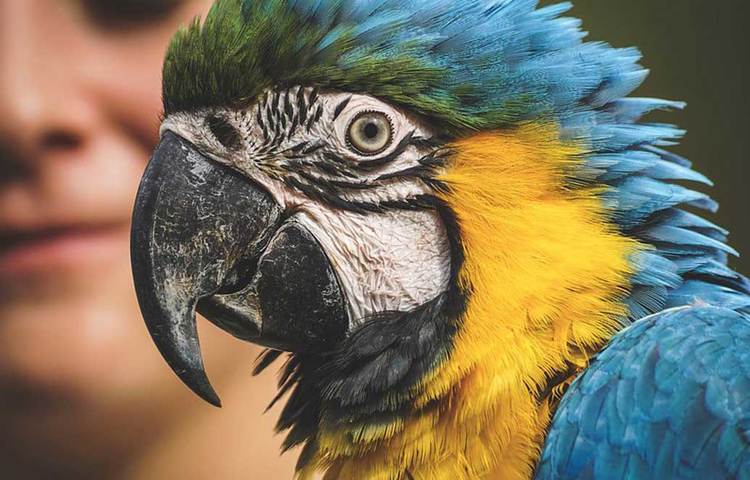 ২০০১ সালে জুন মাসের ঘটনা। বেশ কিছু দিন ধরেই পুষ্যি পাখিটি আউড়ে যাচ্ছে, ‘ডিভোর্স’ আর ‘ধৈর্য ধরো!’ সঙ্গে সঙ্গে স্ত্রীর মনে সন্দেহ দানা বাঁধতে শুরু করে। স্বামী বোধহয় পরকীয়া সম্পর্কে জড়িয়ে পড়েছেন। এরপর আর সম্পর্ক এগিয়ে নিয়ে যাননি ওই মহিলা। ওই ঘটনাটি সংবাদমাধ্যমে প্রকাশিত হলেও দম্পতির পরিচয় গোপন রাখা হয়েছে।